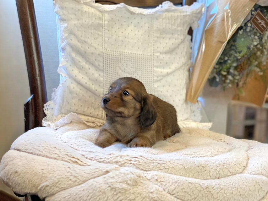 カニンヘン ダックスフンド トマト & オスカーの子犬 レッド 女の子Kaninchen-Dachshund30 カニンヘン ダックスフンド トマト & オスカーの子犬 レッド 女の子