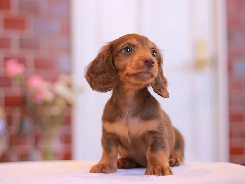 カニンヘン ダックスフンド ジゼル & スルガの子犬 チョコタン 男の子Kaninchen-Dachshund3088 カニンヘン ダックスフンド ジゼル & スルガの子犬 チョコタン 男の子