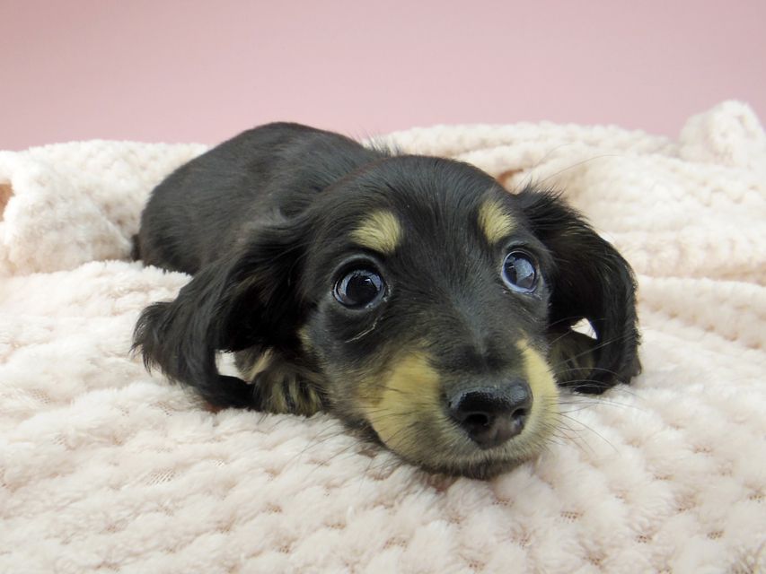 カニンヘン ダックスフンド ジャム & スルガの子犬 ブラックイエロー（ブラッククリーム） 女の子（1）