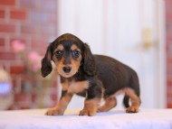 Kaninchen-Dachshund3118