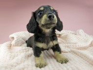 Kaninchen-Dachshund312 Kaninchen-Dachshund312