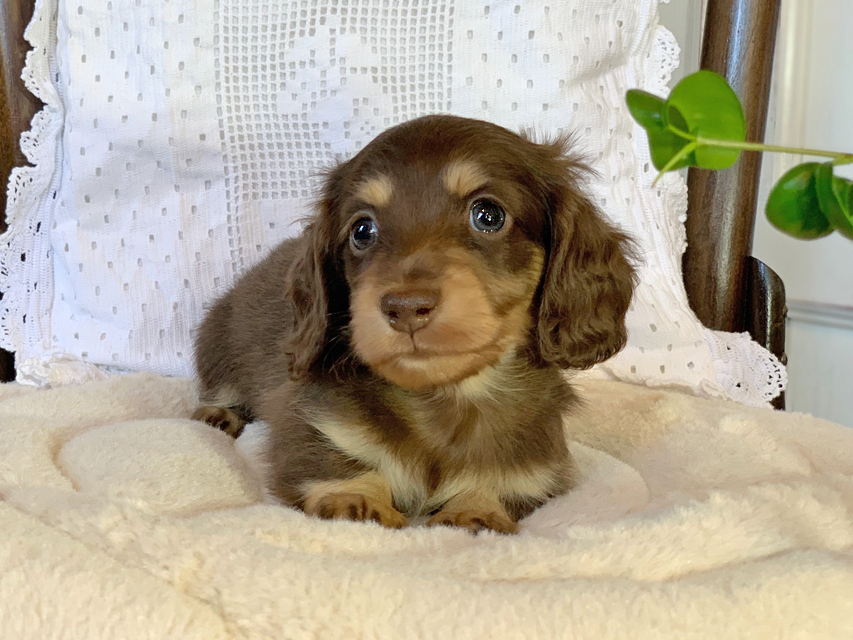 カニンヘン ダックスフンド すずhp & 朝日の子犬 チョコイエロー 男の子