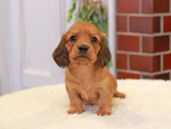 Kaninchen-Dachshund313 Kaninchen-Dachshund313