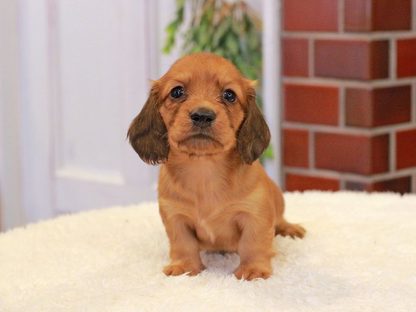 カニンヘン ダックスフンド チャーム & 竹千代CHの子犬 レッド 男の子（2）