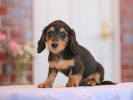Kaninchen-Dachshund3138 Kaninchen-Dachshund3138