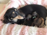 Kaninchen-Dachshund31 Kaninchen-Dachshund31