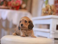 Kaninchen-Dachshund314 Kaninchen-Dachshund314