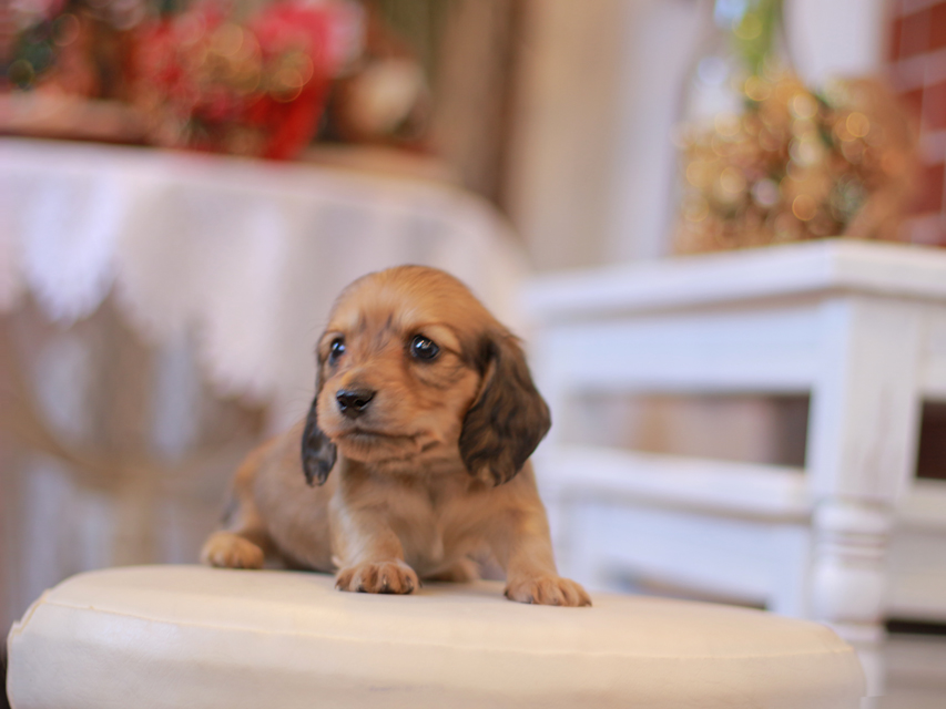 カニンヘン ダックスフンド ティナ&竹千代CHの子犬 イエロー（クリーム） 女の子（2）