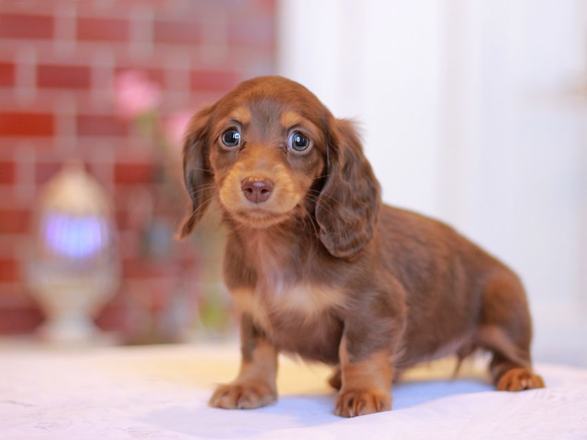 カニンヘン ダックスフンド ジゼル & スルガの子犬 チョコタン 女の子