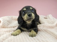 Kaninchen-Dachshund315