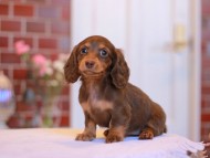 Kaninchen-Dachshund3151