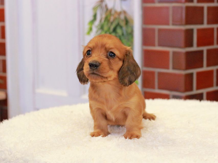 カニンヘン ダックスフンド チャーム & 竹千代CHの子犬 レッド 男の子（2）