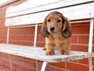 Kaninchen-Dachshund31 Kaninchen-Dachshund31