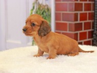 Kaninchen-Dachshund316