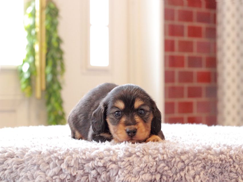 カニンヘン ダックスフンド ジル & ナイトの子犬 ブラックイエロー(ブラッククリーム) 女の子Kaninchen-Dachshund316 カニンヘン ダックスフンド ジル & ナイトの子犬 ブラックイエロー(ブラッククリーム) 女の子