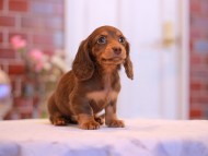 Kaninchen-Dachshund3162