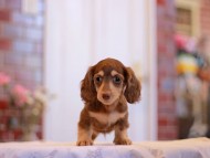 Kaninchen-Dachshund3168