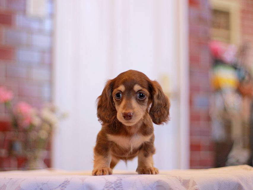 カニンヘン ダックスフンド ジゼル & スルガの子犬 チョコイエロー（チョコクリーム） 女の子
