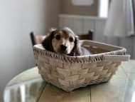 Kaninchen-Dachshund3 Kaninchen-Dachshund3