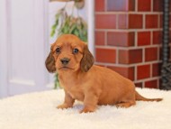Kaninchen-Dachshund317