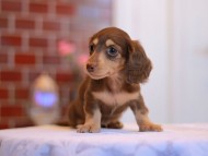 Kaninchen-Dachshund3182