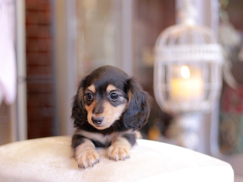 カニンヘン ダックスフンド コリン & スカッシュの子犬 ブラックイエロー（ブラッククリーム） 男の子