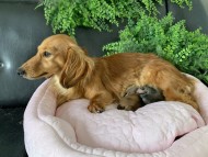 Kaninchen-Dachshund3