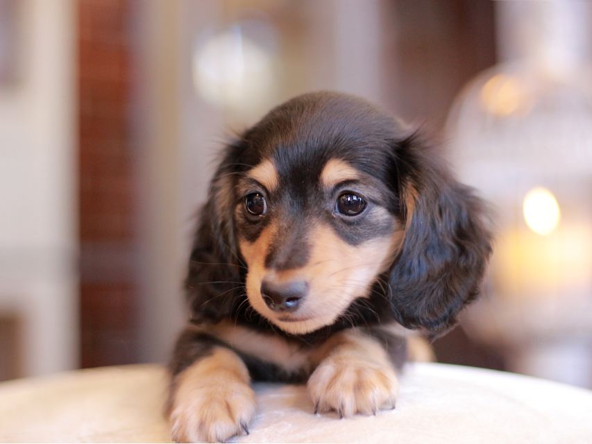 カニンヘン ダックスフンド コリン & スカッシュの子犬 ブラックイエロー（ブラッククリーム） 男の子