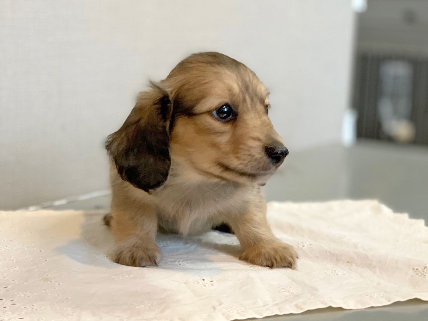 カニンヘン ダックスフンド プリマ & 竹千代の子犬 イエロー（クリーム） 男の子