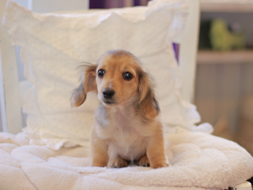 カニンヘン ダックスフンド まめms & 竹千代CHの子犬 シェーデットイエロー(シェーデットクリーム) 女の子(2)Kaninchen-Dachshund32 カニンヘン ダックスフンド まめms & 竹千代CHの子犬 シェーデットイエロー(シェーデットクリーム) 女の子(2)