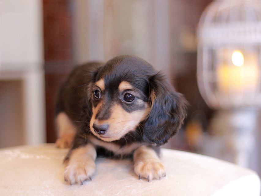 カニンヘン ダックスフンド コリン & スカッシュの子犬 ブラックイエロー（ブラッククリーム） 男の子