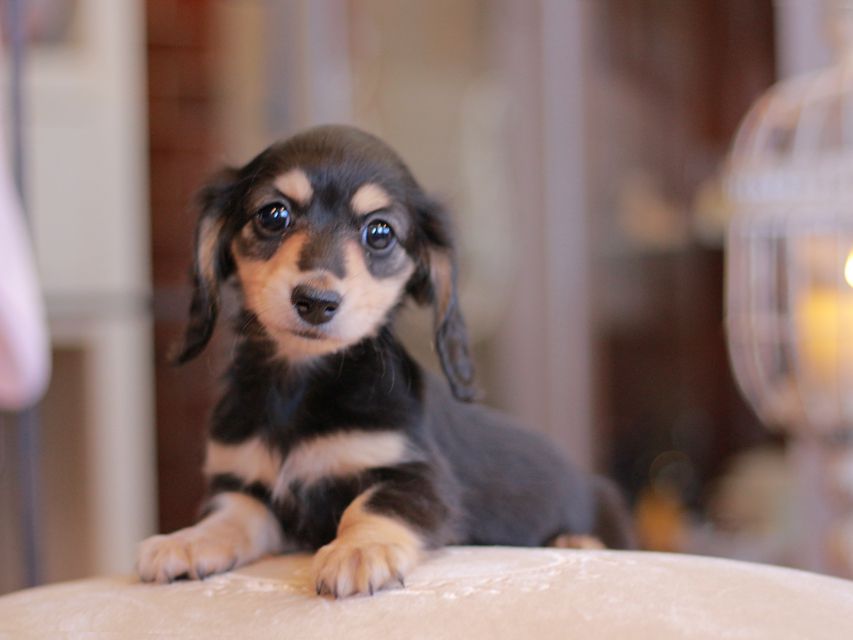 カニンヘン ダックスフンド コリン & スカッシュの子犬 ブラックイエロー（ブラッククリーム） 女の子