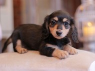 Kaninchen-Dachshund3222