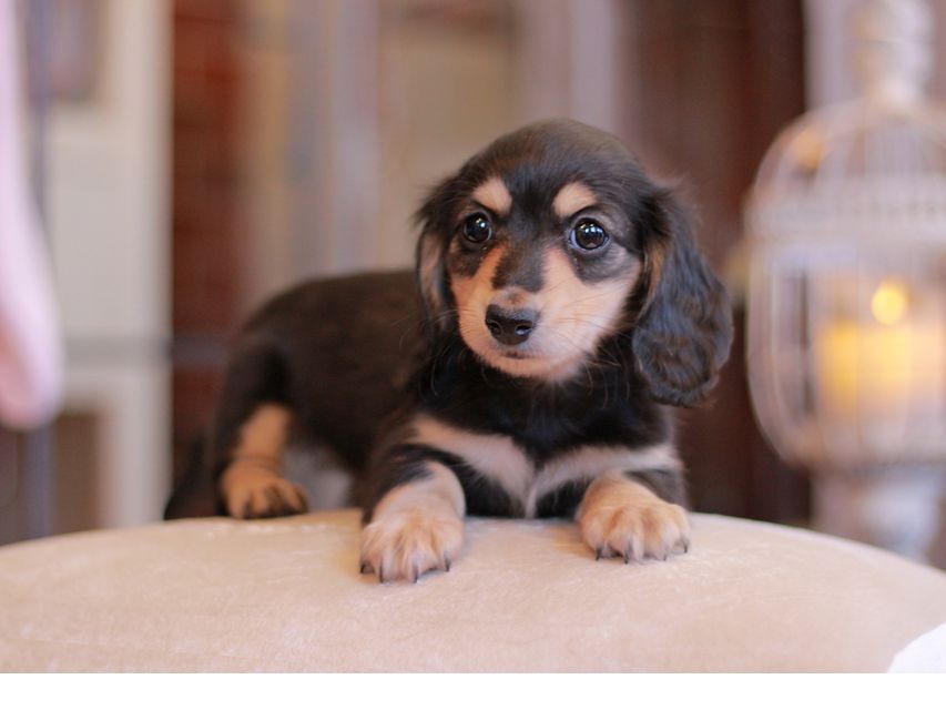 カニンヘン ダックスフンド コリン & スカッシュの子犬 ブラックイエロー（ブラッククリーム） 女の子