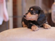 Kaninchen-Dachshund3229