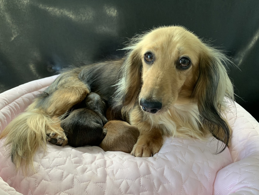 カニンヘン ダックスフンド キャンディ 6月16日 子犬の出産Kaninchen-Dachshund3 カニンヘン ダックスフンド キャンディ 6月16日 子犬の出産