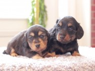 Kaninchen-Dachshund324