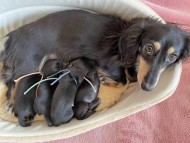 Kaninchen-Dachshund3