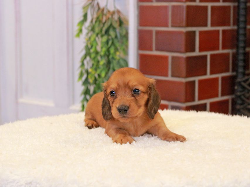 カニンヘン ダックスフンド チャーム & 竹千代CHの子犬 レッド 男の子（2）
