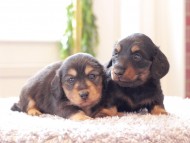 Kaninchen-Dachshund327