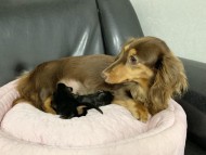 Kaninchen-Dachshund3