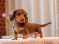 Kaninchen-Dachshund3281