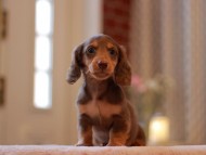 Kaninchen-Dachshund3287