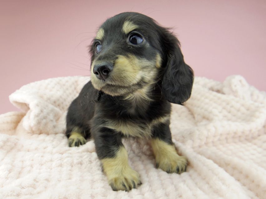 カニンヘン ダックスフンド ジャム & スルガの子犬 ブラックイエロー（ブラッククリーム） 女の子（2）