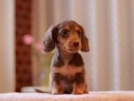 Kaninchen-Dachshund3298