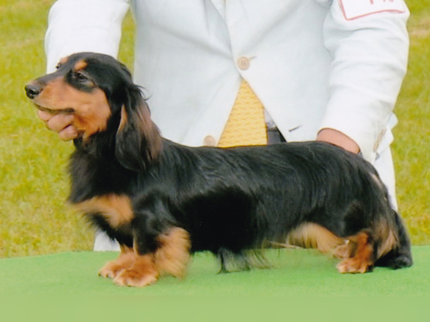 Kaninchen-Dachshund3