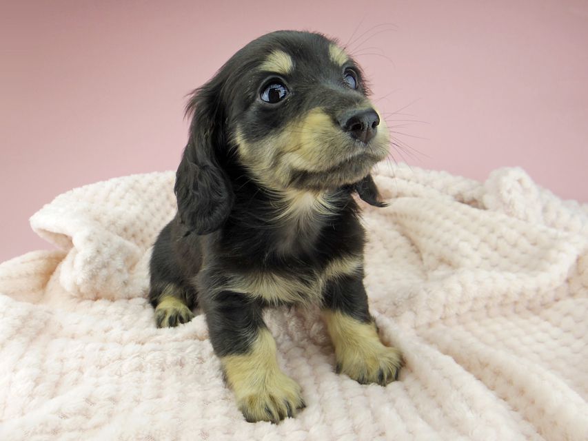 カニンヘン ダックスフンド ジャム & スルガの子犬 ブラックイエロー（ブラッククリーム） 女の子（2）