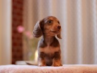 Kaninchen-Dachshund3301