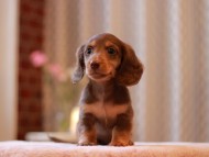 Kaninchen-Dachshund3304