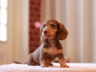 Kaninchen-Dachshund3306